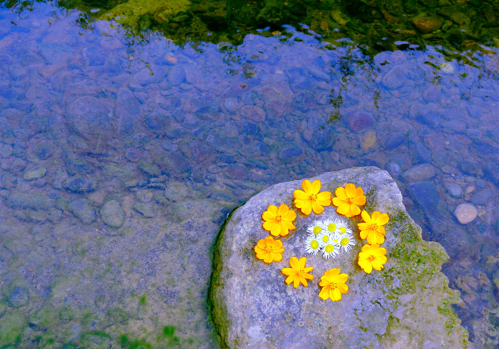 Daisy Mandala